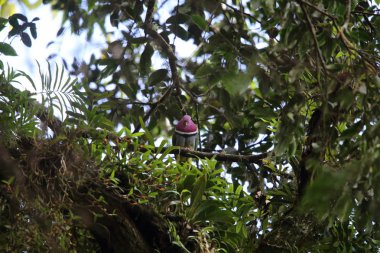 Pembe başlı meyve-güvercin (Ptilinopus porphyreus) Mt.Kerinci, Sumatra, Endonezya 