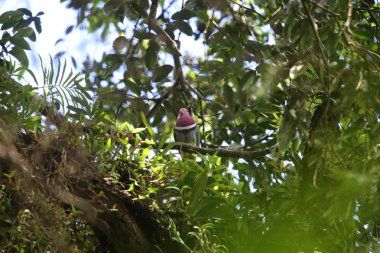 Pembe başlı meyve-güvercin (Ptilinopus porphyreus) Mt.Kerinci, Sumatra, Endonezya 