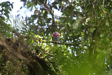 Pembe başlı meyve-güvercin (Ptilinopus porphyreus) Mt.Kerinci, Sumatra, Endonezya 