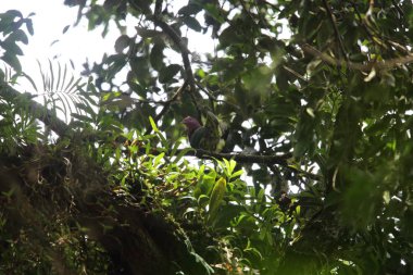 Pembe başlı meyve-güvercin (Ptilinopus porphyreus) Mt.Kerinci, Sumatra, Endonezya 