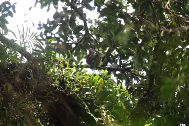 Pembe başlı meyve-güvercin (Ptilinopus porphyreus) Mt.Kerinci, Sumatra, Endonezya 