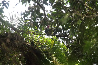 Pembe başlı meyve-güvercin (Ptilinopus porphyreus) Mt.Kerinci, Sumatra, Endonezya 