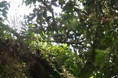 Pembe başlı meyve-güvercin (Ptilinopus porphyreus) Mt.Kerinci, Sumatra, Endonezya 