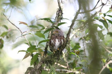 Sumatra yakalı Owlet (Glaucidium brodiei), Mt.Kerinci, Sumatra, Endonezya