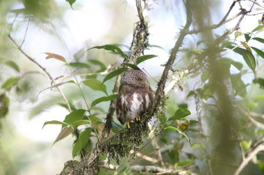 Sumatra yakalı Owlet (Glaucidium brodiei), Mt.Kerinci, Sumatra, Endonezya