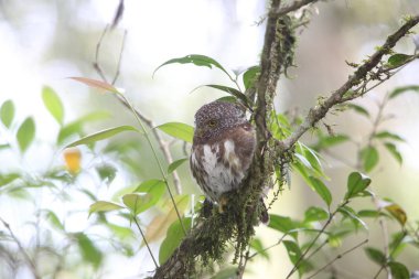 Sumatra yakalı Owlet (Glaucidium brodiei), Mt.Kerinci, Sumatra, Endonezya