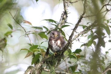 Sumatra yakalı Owlet (Glaucidium brodiei), Mt.Kerinci, Sumatra, Endonezya