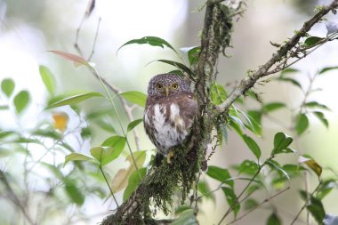 Sumatra yakalı Owlet (Glaucidium brodiei), Mt.Kerinci, Sumatra, Endonezya