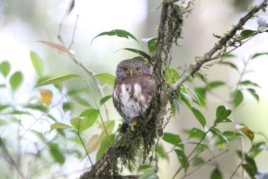 Sumatra yakalı Owlet (Glaucidium brodiei), Mt.Kerinci, Sumatra, Endonezya