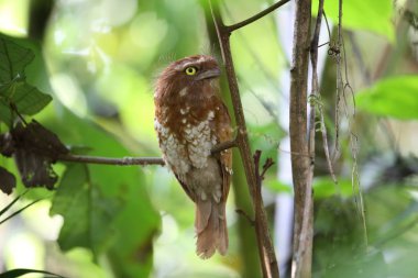 Kısa kuyruklu Paszczaki veya Mt.Kerinci, Sumatra, Endonezya Sumatra Paszczaki (Batrachostomus poliolophus)