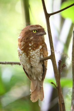 Kısa kuyruklu Paszczaki veya Mt.Kerinci, Sumatra, Endonezya Sumatra Paszczaki (Batrachostomus poliolophus)