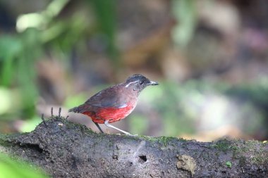 Sumatra, Endonezya zarif pide (Erythropitta venusta)