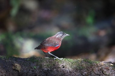Sumatra, Endonezya zarif pide (Erythropitta venusta)