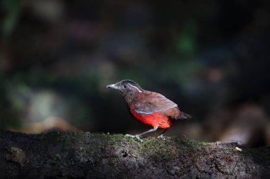 Sumatra, Endonezya zarif pide (Erythropitta venusta)