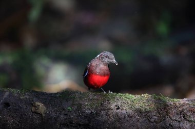 Sumatra, Endonezya zarif pide (Erythropitta venusta)