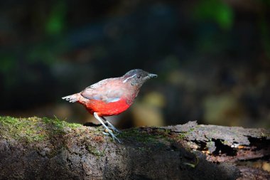 Sumatra, Endonezya zarif pide (Erythropitta venusta)