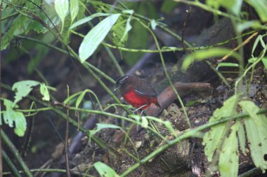 Sumatra, Endonezya zarif pide (Erythropitta venusta)