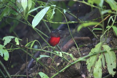 Sumatra, Endonezya zarif pide (Erythropitta venusta)