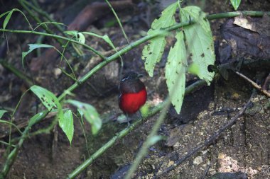 Sumatra, Endonezya zarif pide (Erythropitta venusta)