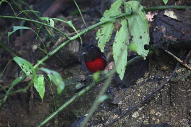 Sumatra, Endonezya zarif pide (Erythropitta venusta)