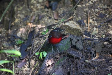 Sumatra, Endonezya zarif pide (Erythropitta venusta)