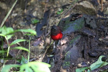 Sumatra, Endonezya zarif pide (Erythropitta venusta)