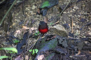 Sumatra, Endonezya zarif pide (Erythropitta venusta)