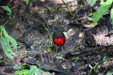 Sumatra, Endonezya zarif pide (Erythropitta venusta)