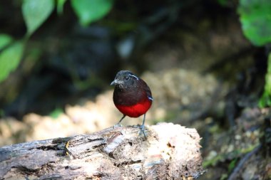 Sumatra, Endonezya zarif pide (Erythropitta venusta)