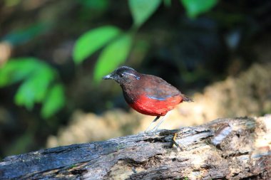 Sumatra, Endonezya zarif pide (Erythropitta venusta)
