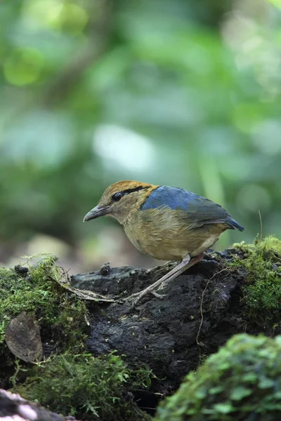 Schneider'ın pide (Hydrornis schneideri) Mt.Kerinci, Sumatra, Endonezya