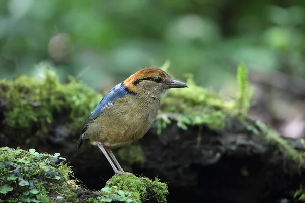 Schneider-Pitta (Hydrornis schneideri) a Mt.Kerinci, Szumátra, Indonézia — Stock Fotó