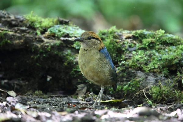 Schneider'ın pide (Hydrornis schneideri) Mt.Kerinci, Sumatra, Endonezya