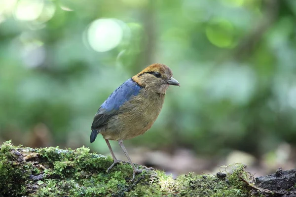 Schneider'ın pide (Hydrornis schneideri) Mt.Kerinci, Sumatra, Endonezya