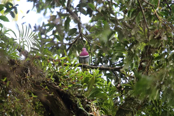 Pembe başlı meyve-güvercin (Ptilinopus porphyreus) Mt.Kerinci, Sumatra, Endonezya 