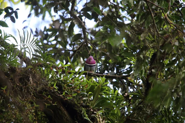 Розовоголовая фрукты голубь (Ptilinopus porphyreus) в Mt.Kerinci, Суматра, Индонезия — стоковое фото