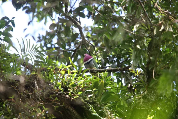 Pembe başlı meyve-güvercin (Ptilinopus porphyreus) Mt.Kerinci, Sumatra, Endonezya — Stok fotoğraf