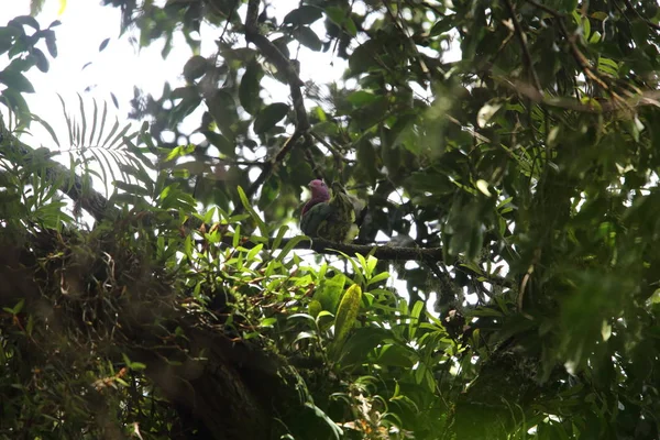 Pembe başlı meyve-güvercin (Ptilinopus porphyreus) Mt.Kerinci, Sumatra, Endonezya 