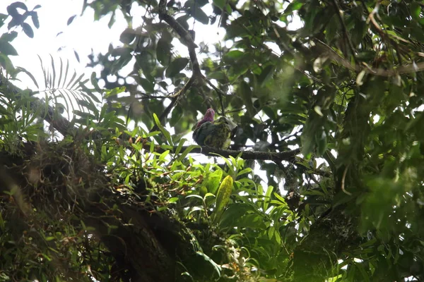 Pembe başlı meyve-güvercin (Ptilinopus porphyreus) Mt.Kerinci, Sumatra, Endonezya 