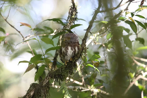 Sumatra yakalı Owlet (Glaucidium brodiei), Mt.Kerinci, Sumatra, Endonezya — Stok fotoğraf