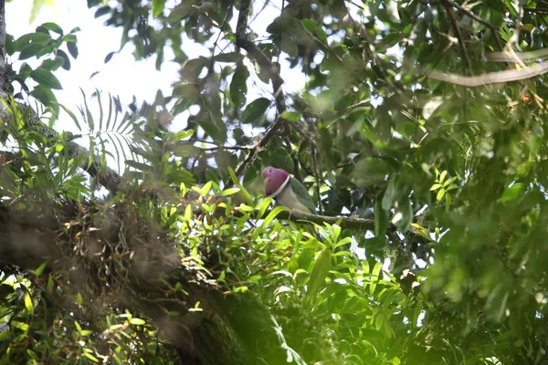 Розовоголовая фрукты голубь (Ptilinopus porphyreus) в Mt.Kerinci, Суматра, Индонезия — стоковое фото