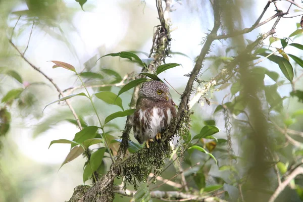 Sumatra yakalı Owlet (Glaucidium brodiei), Mt.Kerinci, Sumatra, Endonezya — Stok fotoğraf