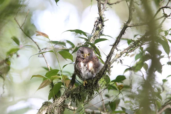 Sumatra yakalı Owlet (Glaucidium brodiei), Mt.Kerinci, Sumatra, Endonezya