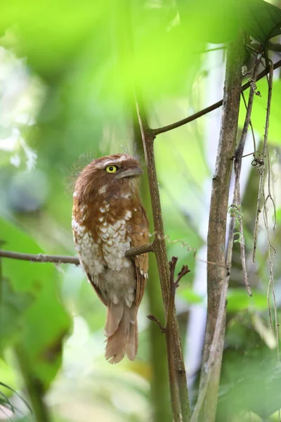 Kısa kuyruklu Paszczaki veya Mt.Kerinci, Sumatra, Endonezya Sumatra Paszczaki (Batrachostomus poliolophus)