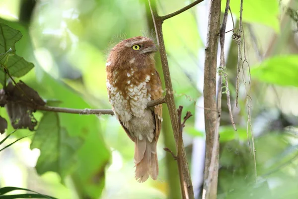 Kısa kuyruklu Paszczaki veya Mt.Kerinci, Sumatra, Endonezya Sumatra Paszczaki (Batrachostomus poliolophus)