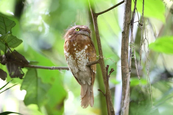 短い尾の frogmouth または Mt.Kerinci、スマトラ、インドネシアのスマトラ島の frogmouth (ガマグチヨタカ属 poliolophus) — ストック写真