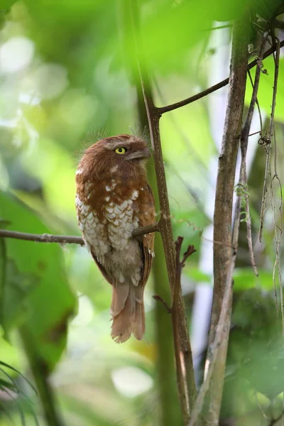 Kısa kuyruklu Paszczaki veya Mt.Kerinci, Sumatra, Endonezya Sumatra Paszczaki (Batrachostomus poliolophus)