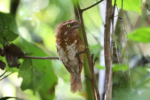 Kısa kuyruklu Paszczaki veya Mt.Kerinci, Sumatra, Endonezya Sumatra Paszczaki (Batrachostomus poliolophus)