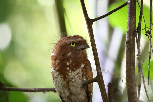 Kısa kuyruklu Paszczaki veya Mt.Kerinci, Sumatra, Endonezya Sumatra Paszczaki (Batrachostomus poliolophus)