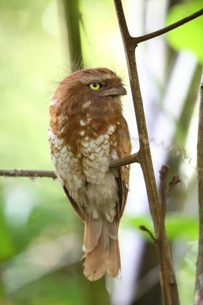 Kısa kuyruklu Paszczaki veya Mt.Kerinci, Sumatra, Endonezya Sumatra Paszczaki (Batrachostomus poliolophus)